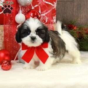Nina, Shih Tzu Puppy