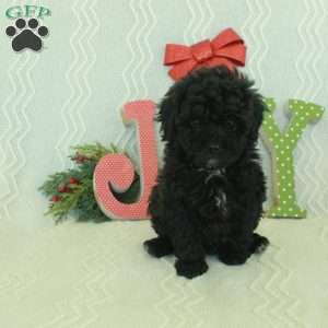 Nina, Toy Poodle Puppy