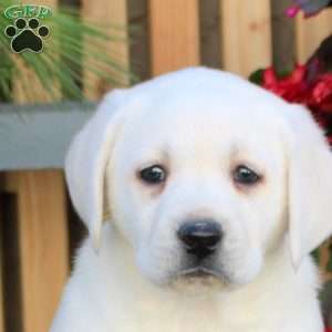 Nina, Yellow Labrador Retriever Puppy
