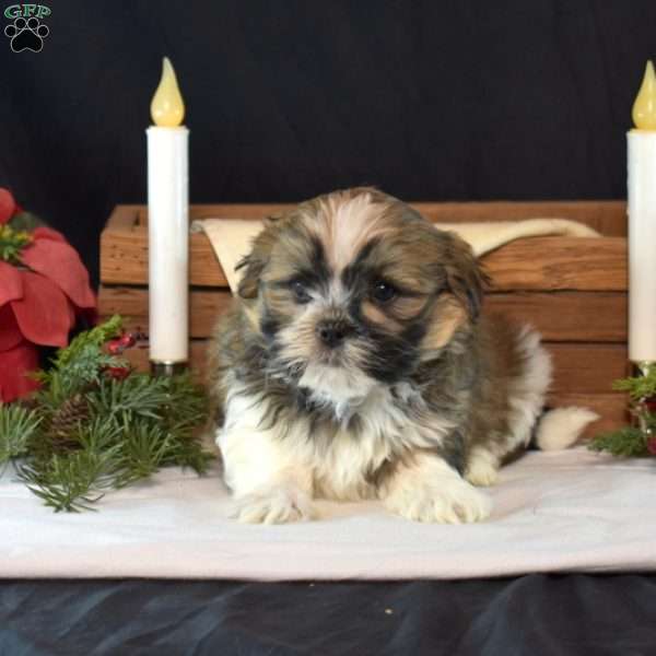 Nitro, Mal-Shi Puppy