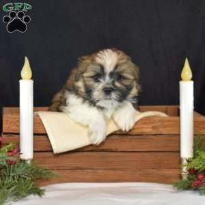 Nitro, Mal-Shi Puppy