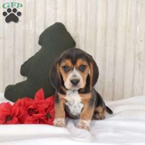 Nitro, Beagle Puppy