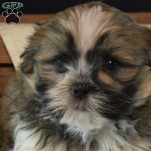 Nitro, Mal-Shi Puppy