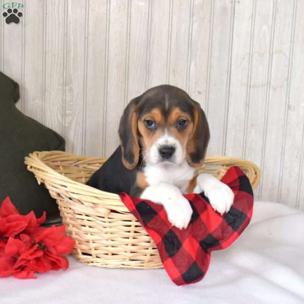 Noah, Beagle Puppy