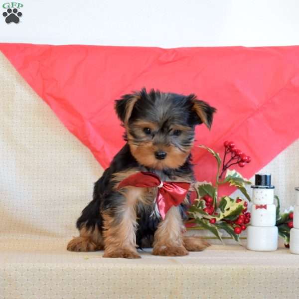 Noah, Yorkie Puppy