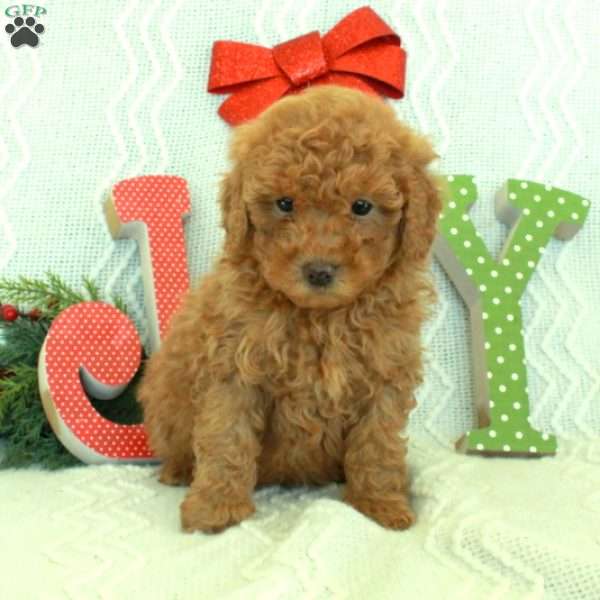 Noah, Toy Poodle Puppy