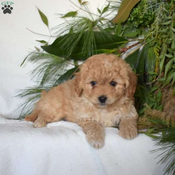 Noah, Mini Goldendoodle Puppy