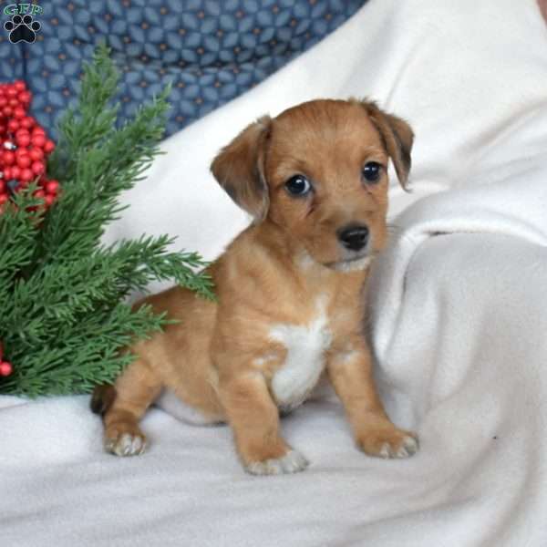 Noah, Miniature Poodle Mix Puppy