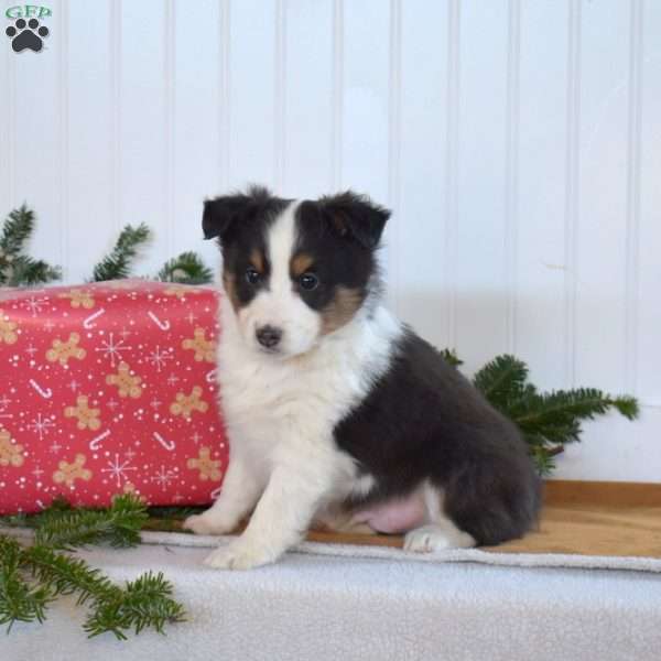 Noah, Sheltie Puppy