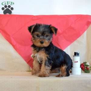 Noah, Yorkie Puppy