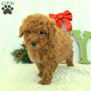 Noah, Toy Poodle Puppy
