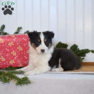 Noah, Sheltie Puppy
