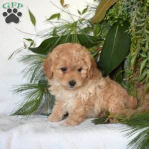 Noah, Mini Goldendoodle Puppy