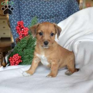 Noah, Miniature Poodle Mix Puppy
