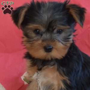 Noah, Yorkie Puppy