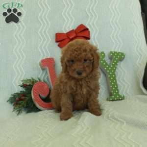 Noah, Toy Poodle Puppy