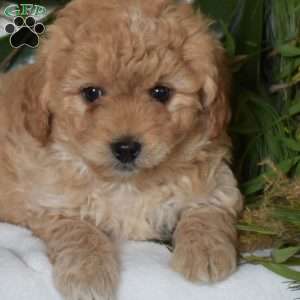 Noah, Mini Goldendoodle Puppy