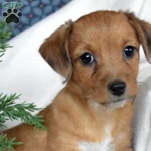 Noah, Miniature Poodle Mix Puppy