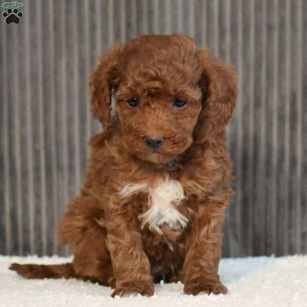 Noel, Toy Poodle Puppy