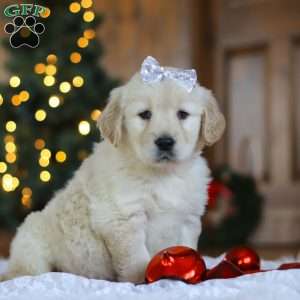 Noel, Golden Retriever Puppy