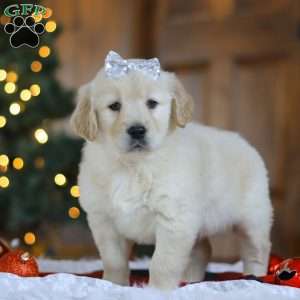 Noel, Golden Retriever Puppy