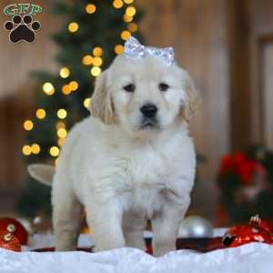 Noel, Golden Retriever Puppy