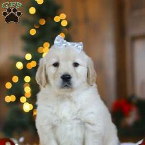 Noel, Golden Retriever Puppy