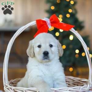 Noel, Golden Retriever Puppy