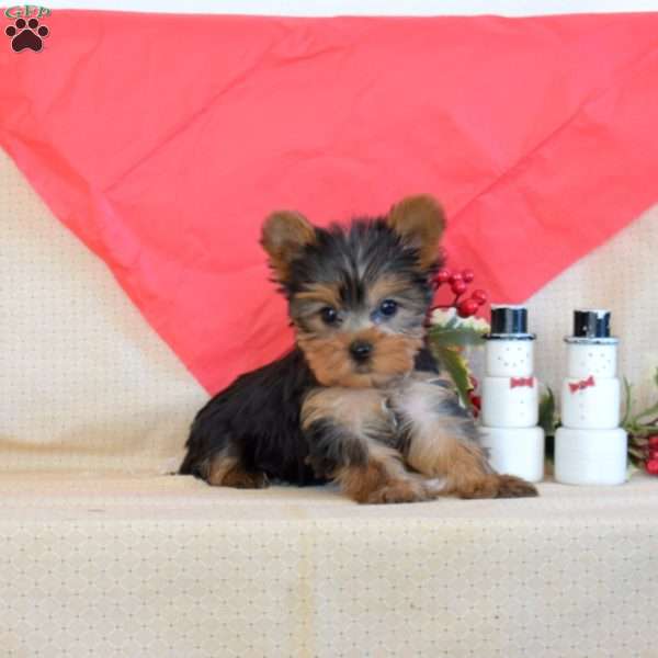 Noel, Yorkie Puppy