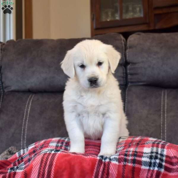 Noel, English Cream Golden Retriever Puppy