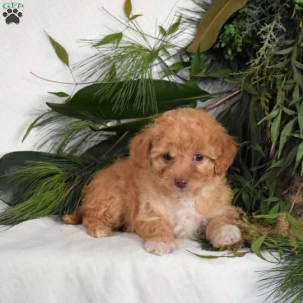 Noel, Mini Goldendoodle Puppy