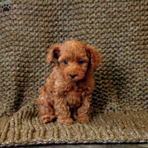 Noel, Toy Poodle Puppy