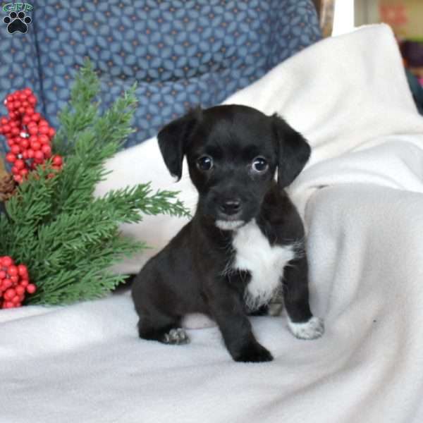 Noel, Miniature Poodle Mix Puppy