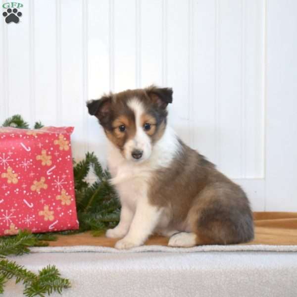 Noel, Sheltie Puppy