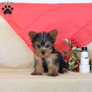 Noel, Yorkie Puppy