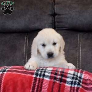 Noel, English Cream Golden Retriever Puppy