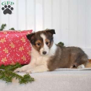 Noel, Sheltie Puppy