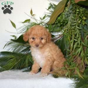 Noel, Mini Goldendoodle Puppy