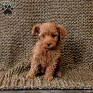 Noel, Toy Poodle Puppy
