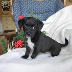 Noel, Miniature Poodle Mix Puppy