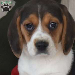 Noel, Beagle Puppy