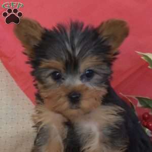 Noel, Yorkie Puppy