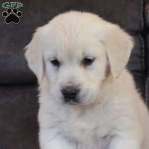Noel, English Cream Golden Retriever Puppy