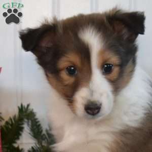 Noel, Sheltie Puppy