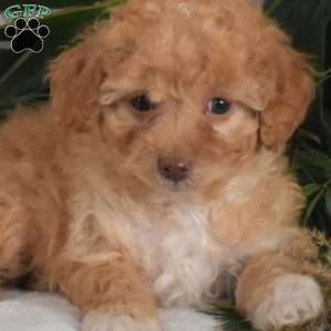 Noel, Mini Goldendoodle Puppy