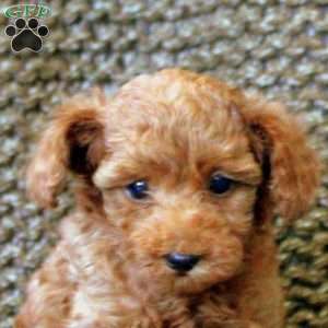 Noel, Toy Poodle Puppy