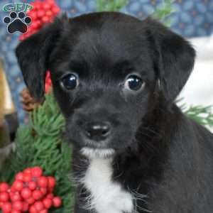 Noel, Miniature Poodle Mix Puppy