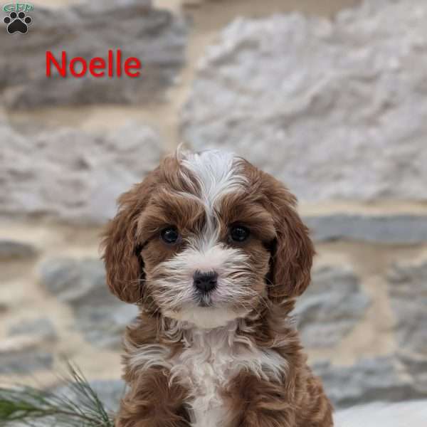 Noel, Cavapoo Puppy