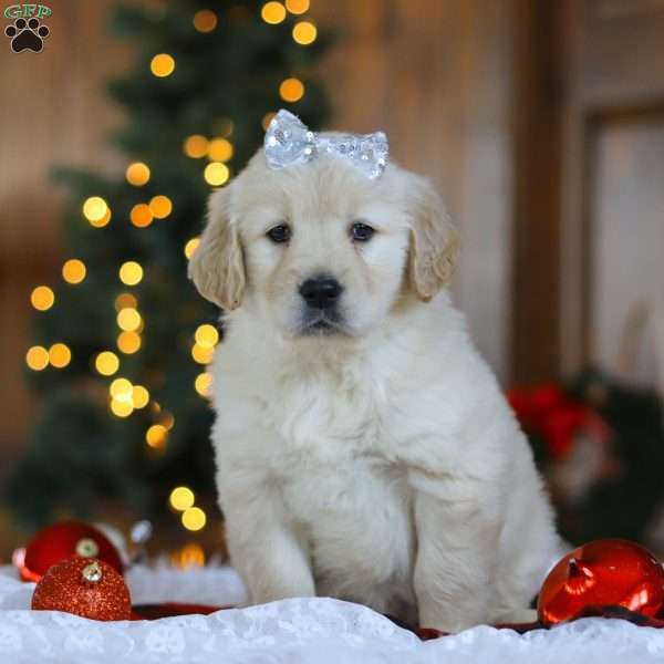 Noel, Golden Retriever Puppy
