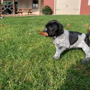 Noela, Beagle Mix Puppy